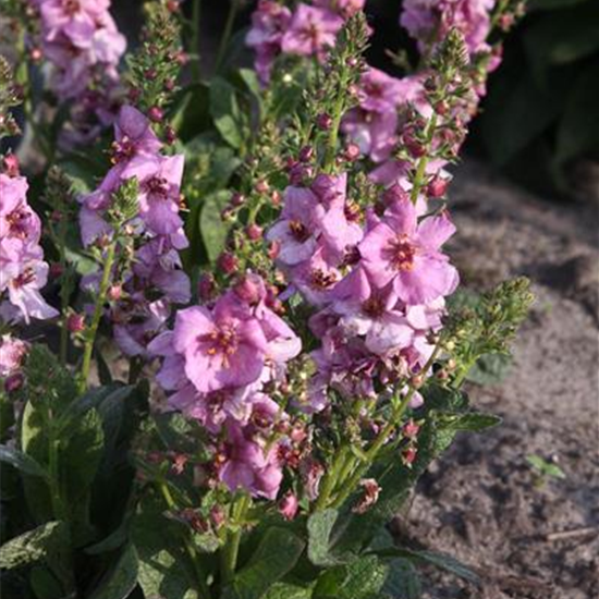 Garten-Königskerze 'Pink Domino'