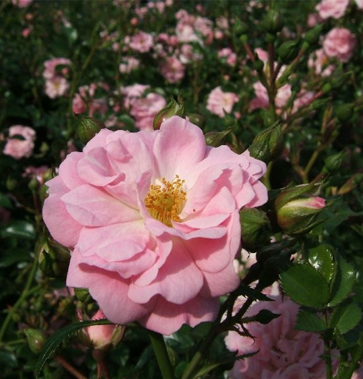 Rosa 'Satina'®