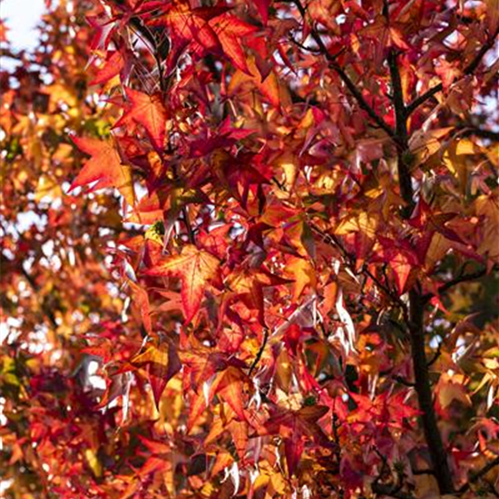 Amberbaum 'Worplesdon'