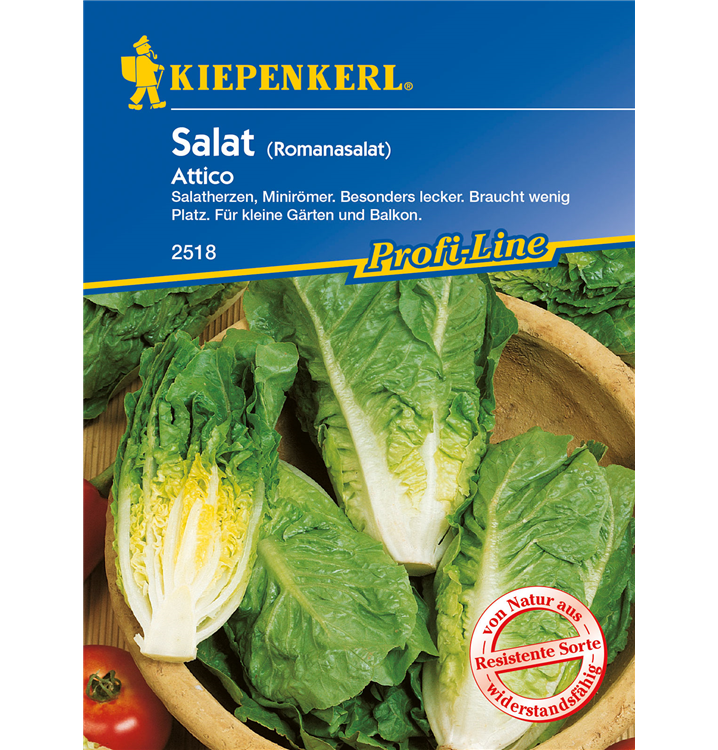 Lactuca sativa var. longifolia 'Attico'