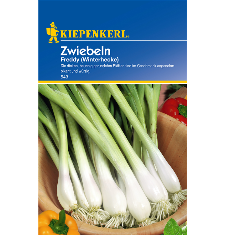 Allium fistulosum 'Freddy'