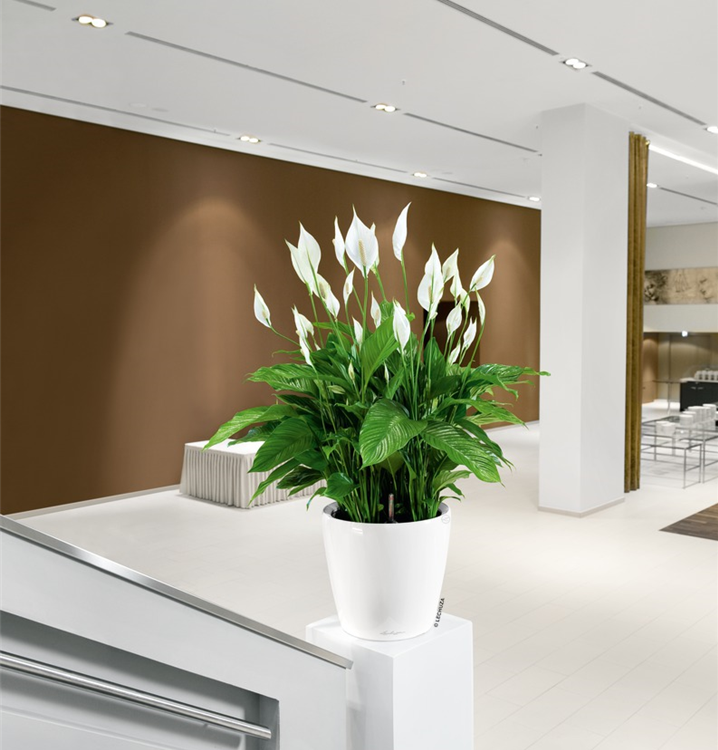 Komplettset mit Bewässerungssystem