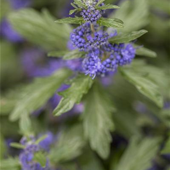 Bartblume 'Kew Blue'