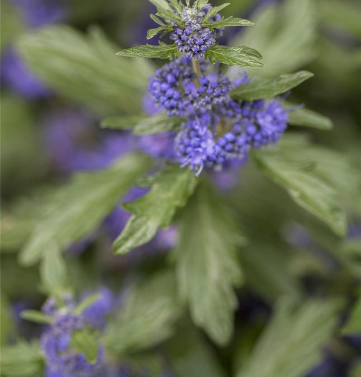 Caryopteris clandonensis 'Kew Blue'