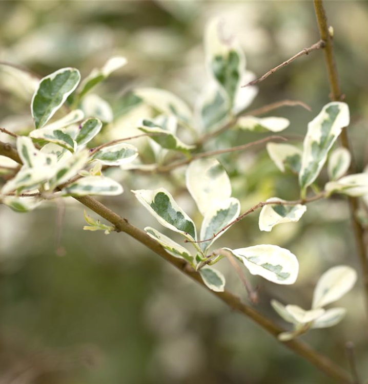 Ligustrum ibota 'Musli'®, Hecke