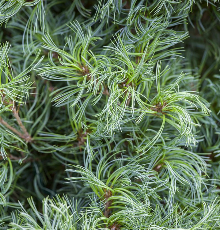 Pinus strobus 'Tiny Curls'