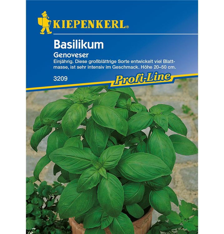 Ocimum basilicum 'Genoveser'
