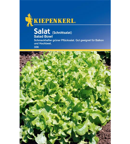 Eichblattsalat 'Salad Bowl' Eichblattsalat 'Salad Bowl'
