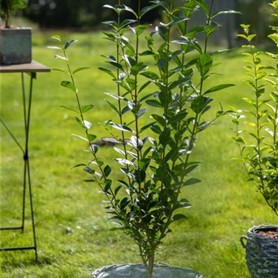 Ovalblättriger Liguster - Hecke