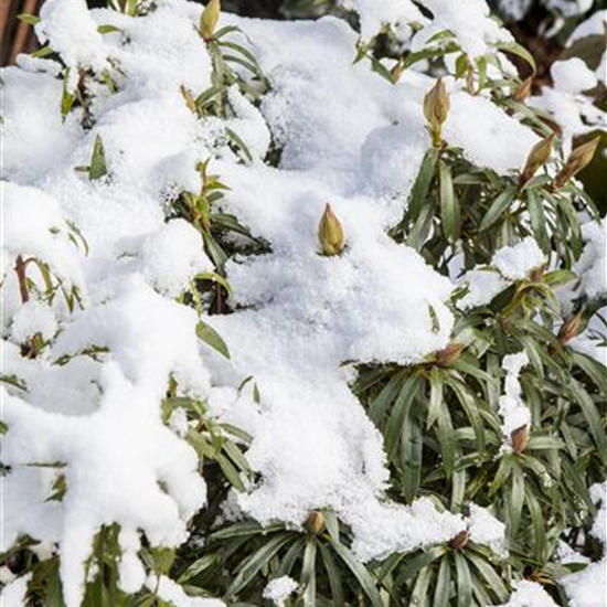 Pontischer Rhododendron 'Graziella' - Hecke