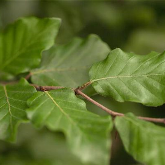 Rotbuchen-Hecke