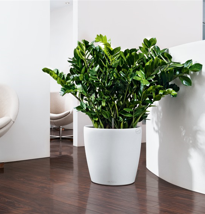 Komplettset mit Bewässerungssystem