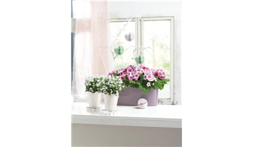 Gartencenter Rehner