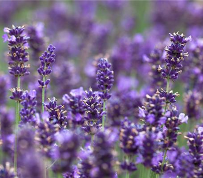 Ziergarten im August