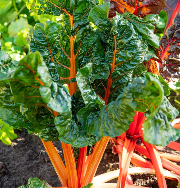 Beta vulgaris var. cicla 'Five Colours'