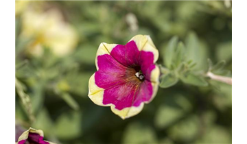 Gartencenter Rehner
