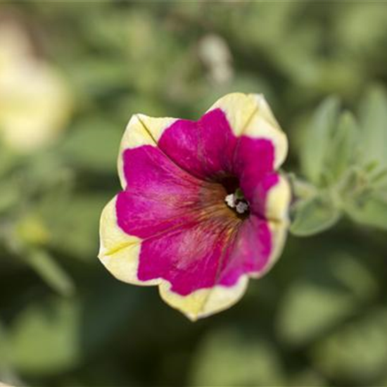 Petunie 'Chameletunia'®