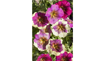 Gartencenter Rehner