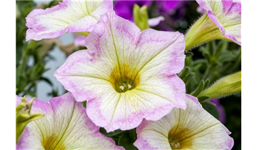 Gartencenter Rehner