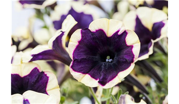 Gartencenter Rehner