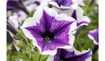 Gartencenter Rehner