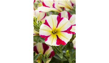 Gartencenter Rehner