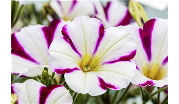 Gartencenter Rehner
