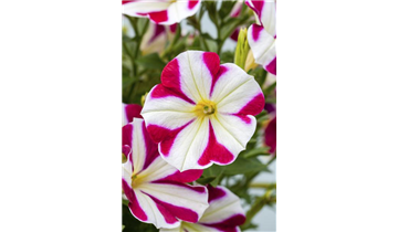 Gartencenter Rehner