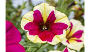Gartencenter Rehner