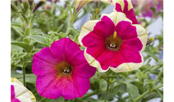 Gartencenter Rehner