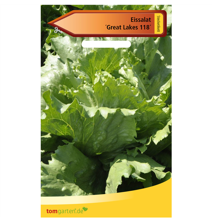 Lactuca sativa 'Great Lakes 118'