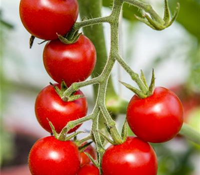 Hängetomate 'Brasil® Red'