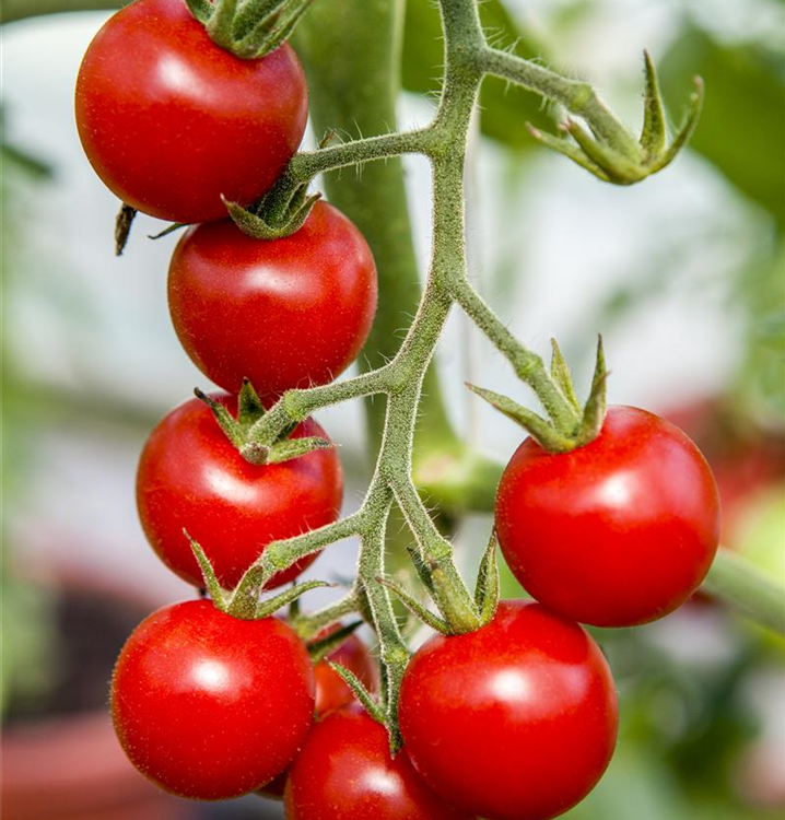 Solanum lycopersicum 'Brasil® Red'