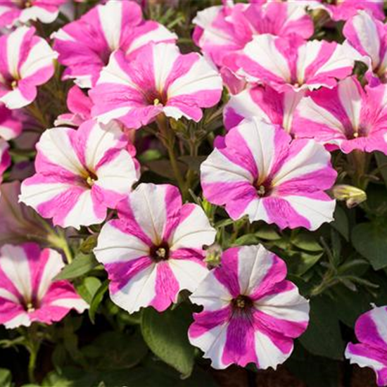 Petunie 'Surprise Pink Star'