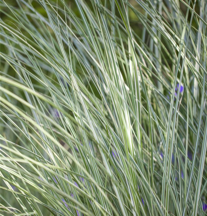 Miscanthus sinensis 'Morning Light'