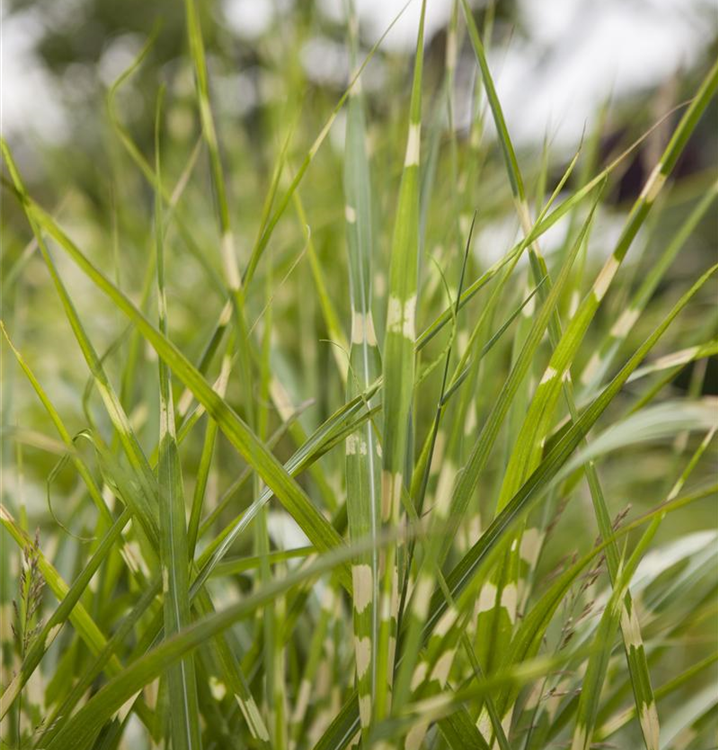Miscanthus sinensis 'Zebrinus'