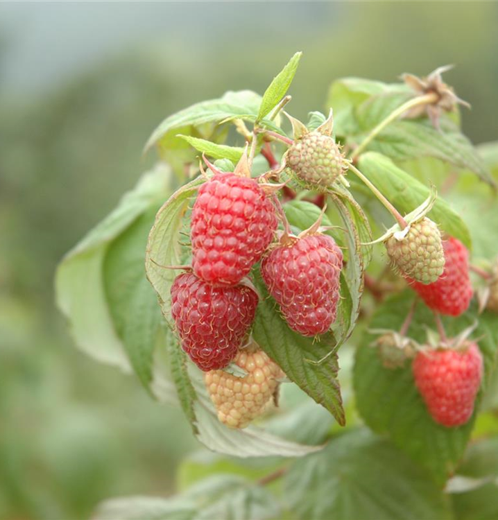 Rubus idaeus 'Summer Lovers® Garden Red'