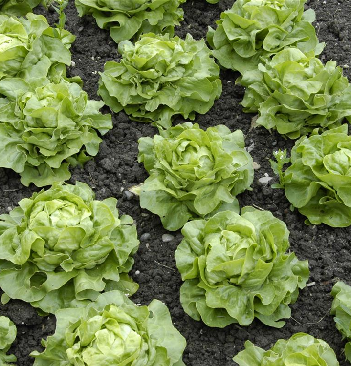 Lactuca sativa var. capitata 'Maiwunder'