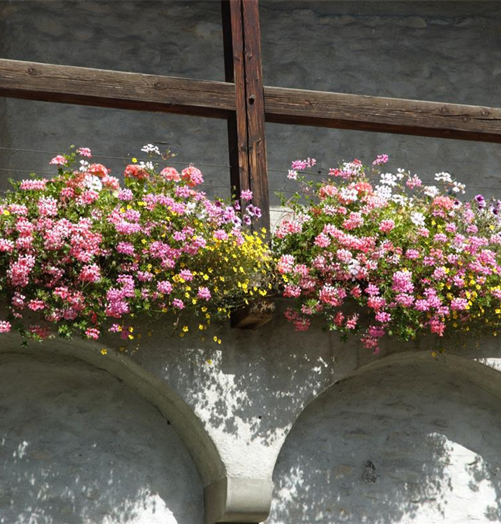 Pflanzen für den Balkon