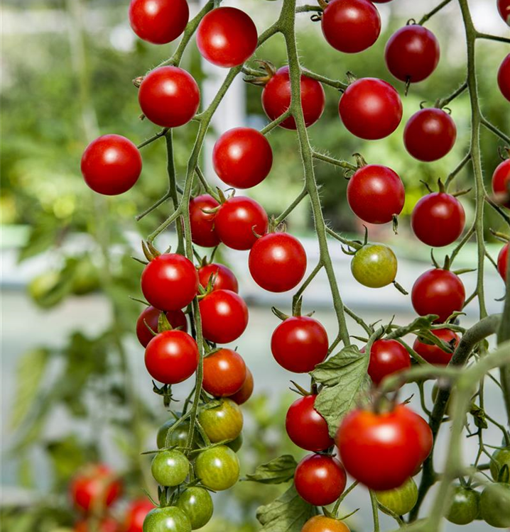 Solanum lycopersicum 'Primabell'®