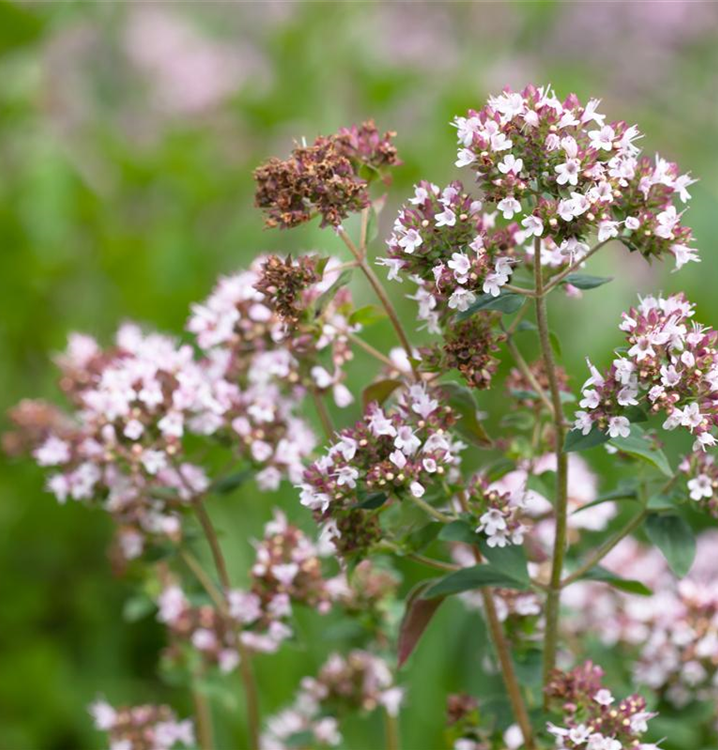 Origanum majorana 'Venezia'