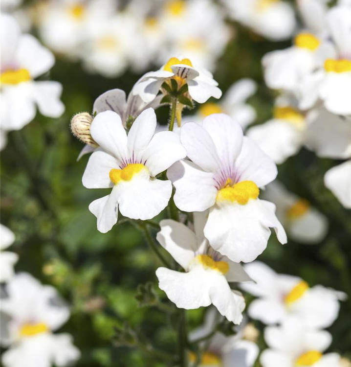 Nemesia fruticans Mareto® 'White'