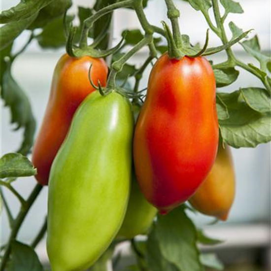 Andenhorn-Tomate 'Andine Cornue'