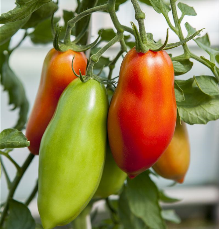 Solanum lycopersicum 'Andine Cornue'