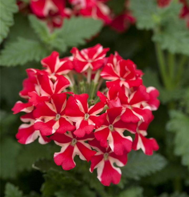 Verbena Samira® 'Red Star'