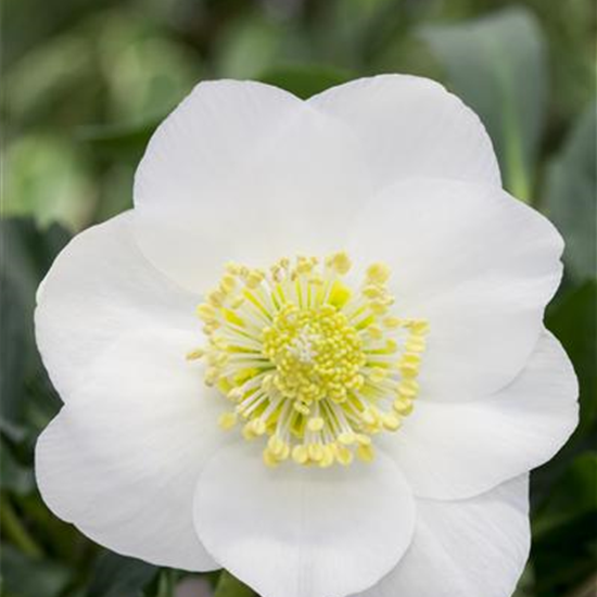 Christrose 'Wintersun'®