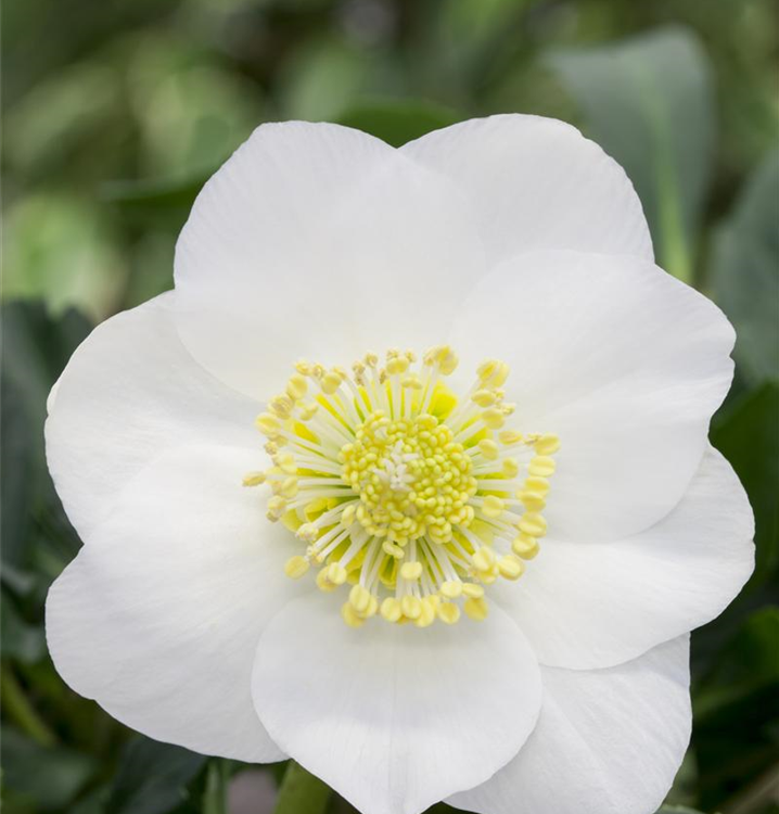 Helleborus niger 'Wintersun'®