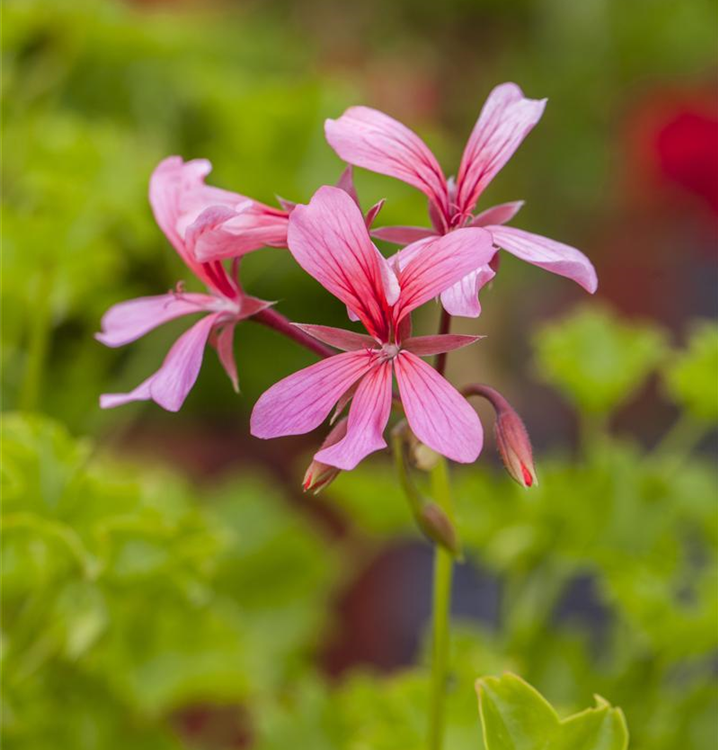 Pelargonium peltatum 'Ville de Paris Rosa'
