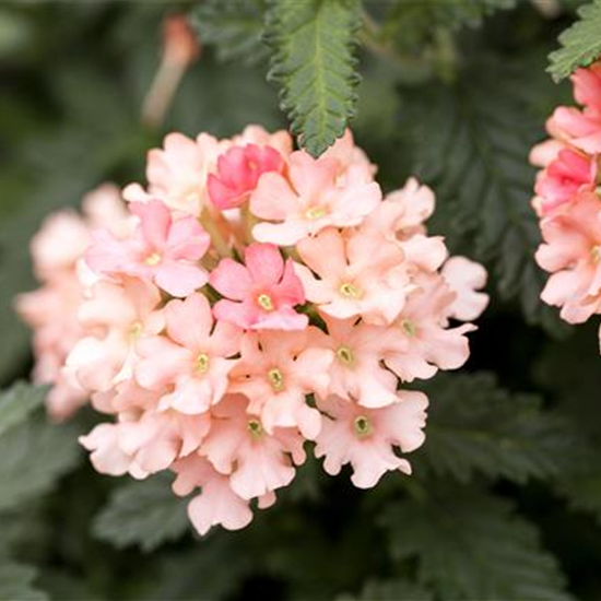 Hänge-Verbene Samira® 'Peach'