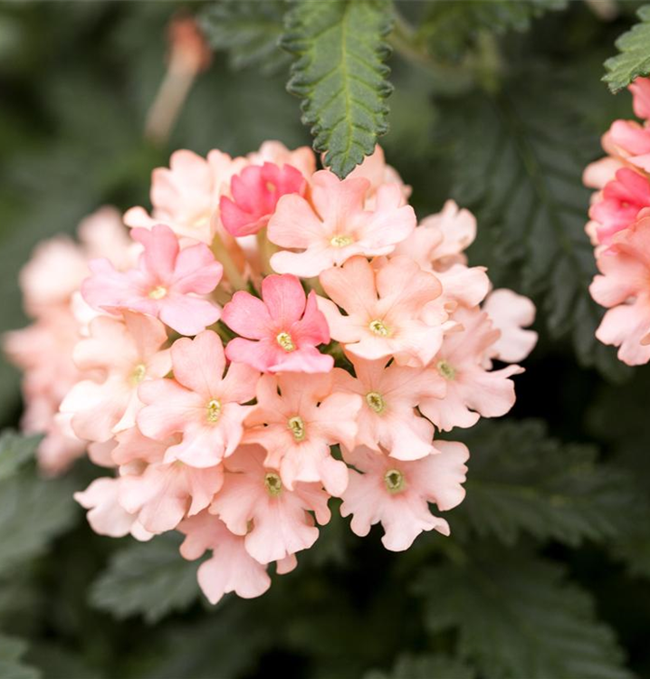 Verbena Samira® 'Peach'